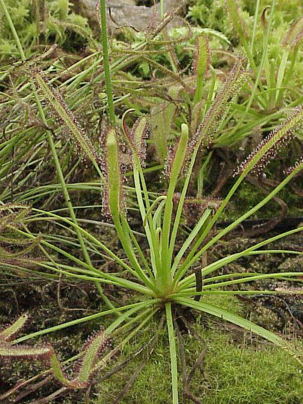Droseraceae