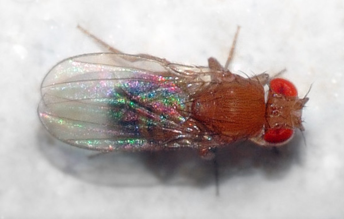 Drosophila melanogaster