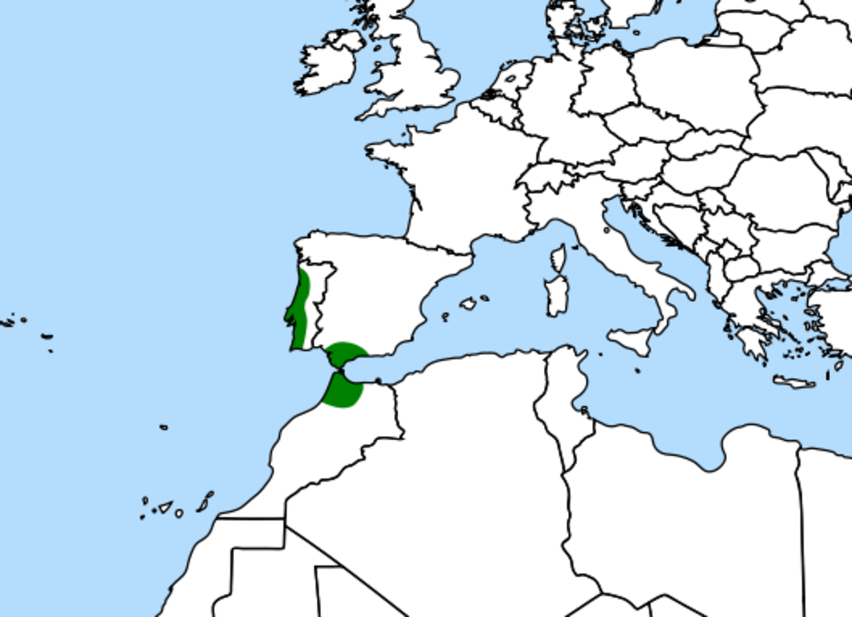 répartition de Drosophyllum lusitanicum