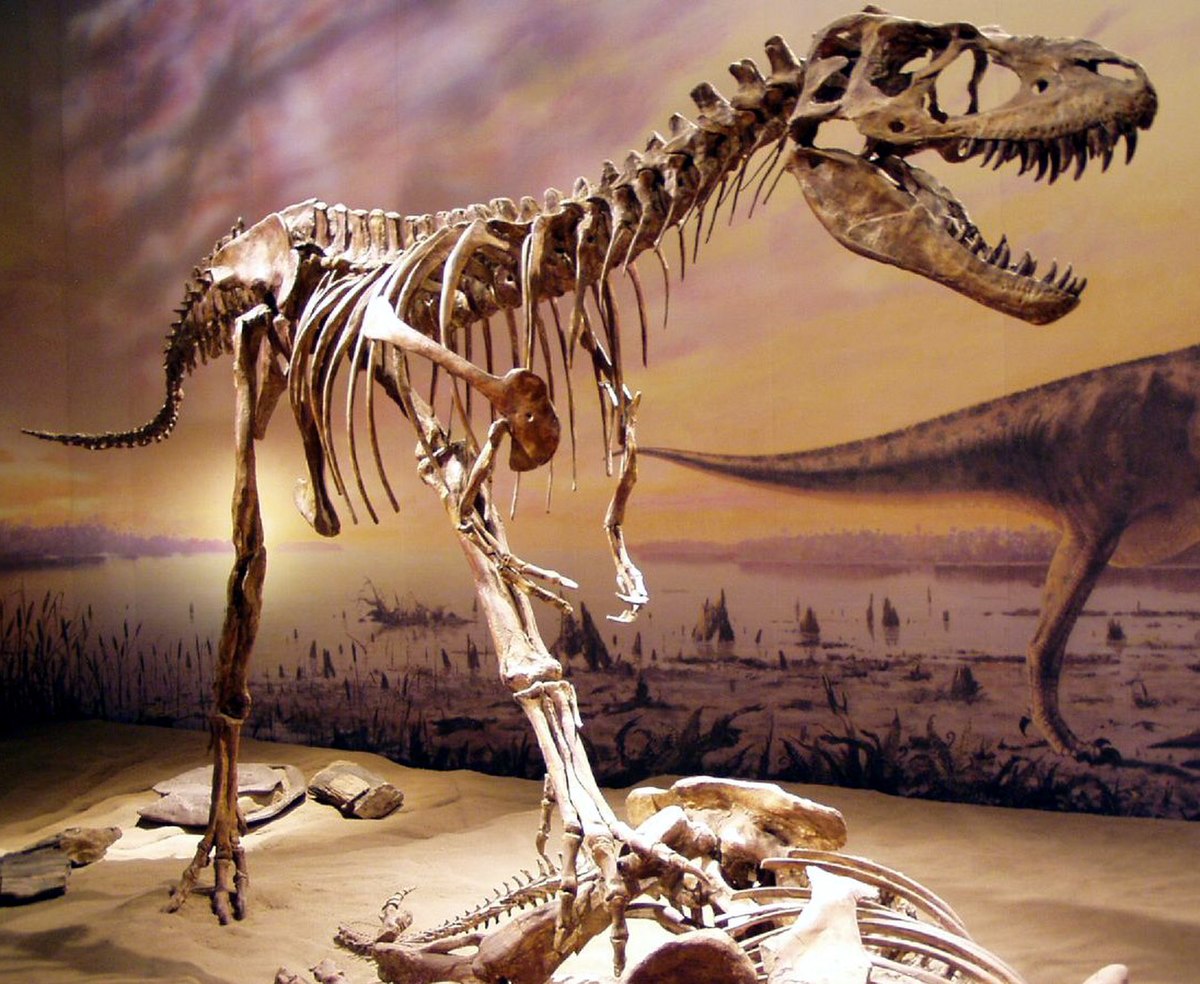Albertosaurus