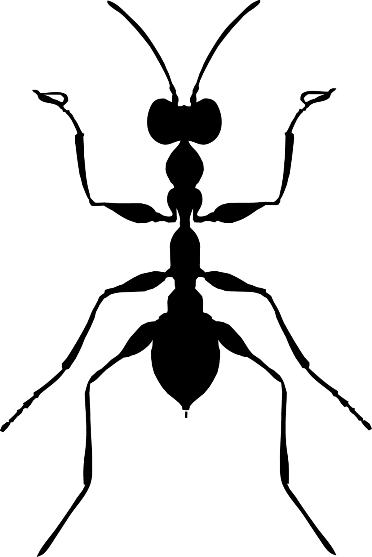 Dryinidae