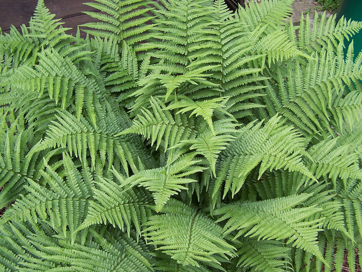Dryopteris