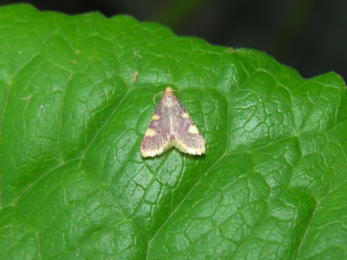 Pyralidae