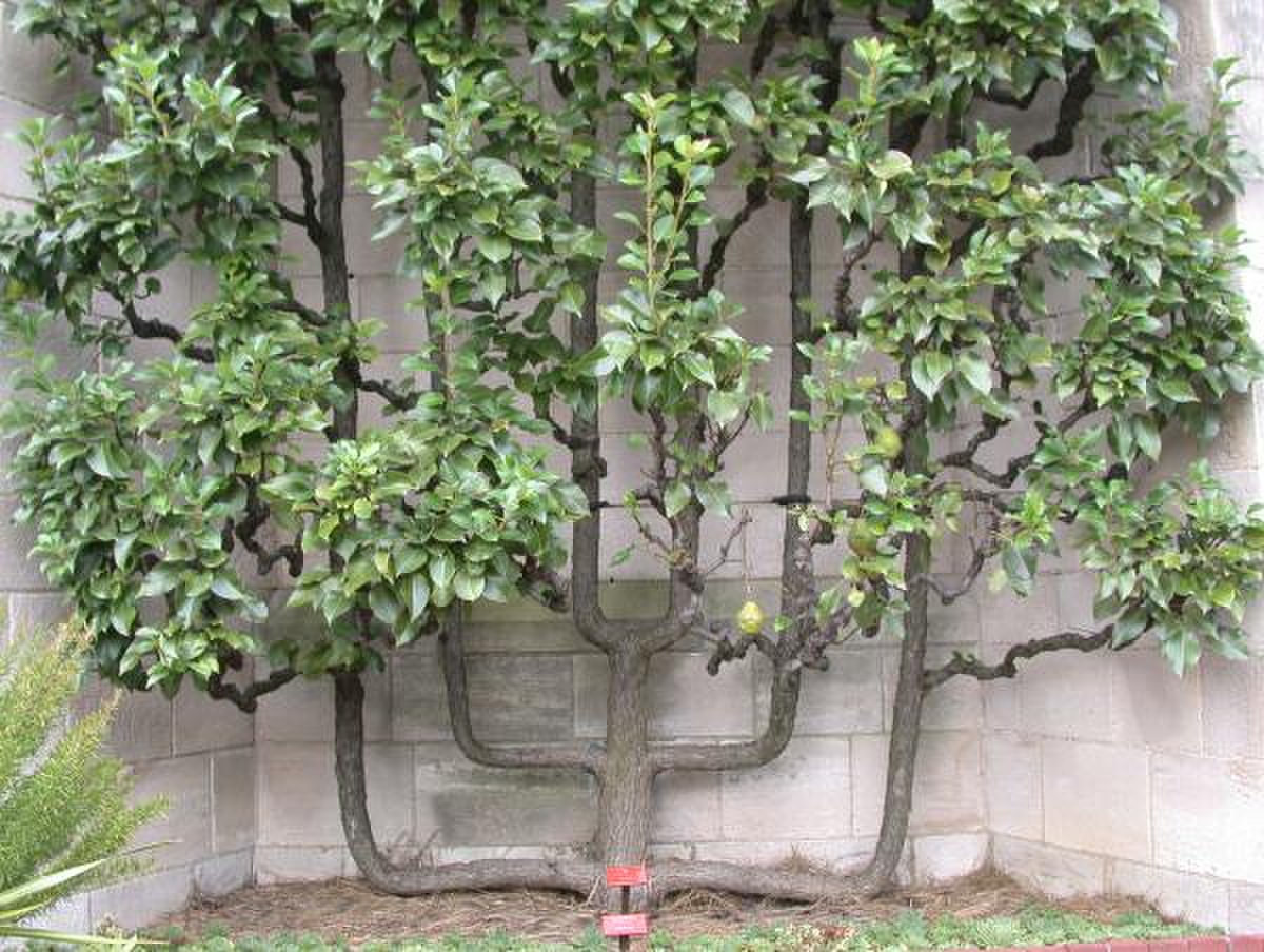Taille des arbres fruitiers