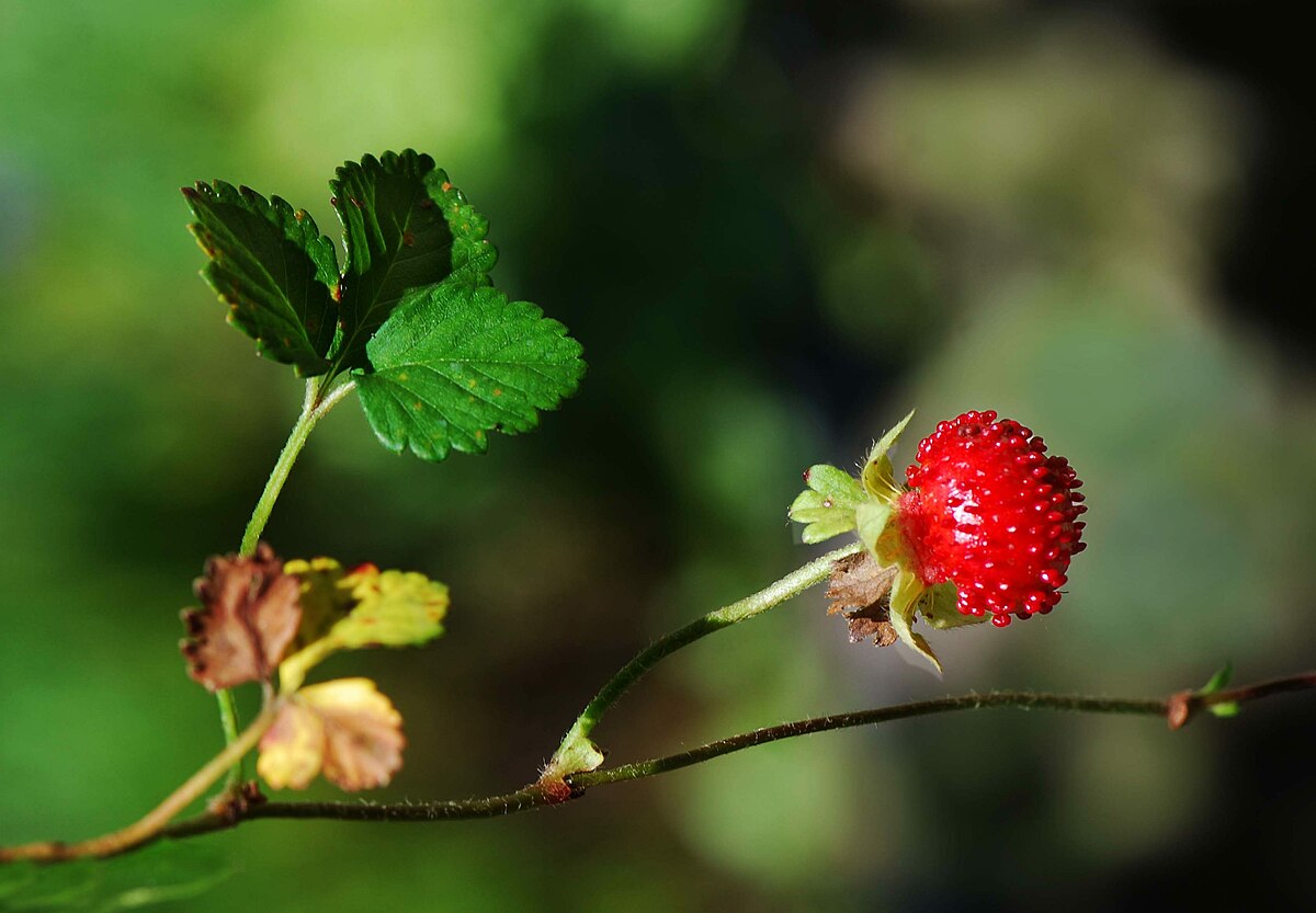 Fraisier des Indes