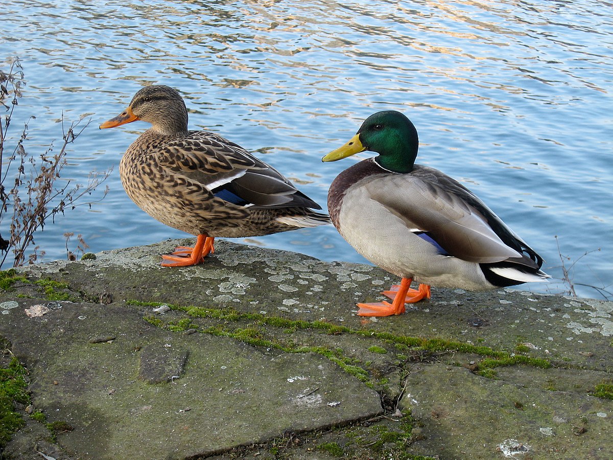Couple : Femelle à gauche et mâle à droite