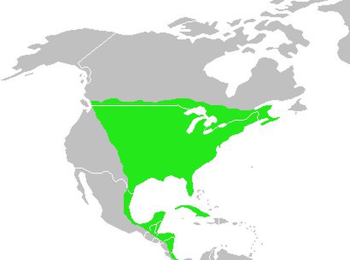 Dumetella carolinensis-map.jpg