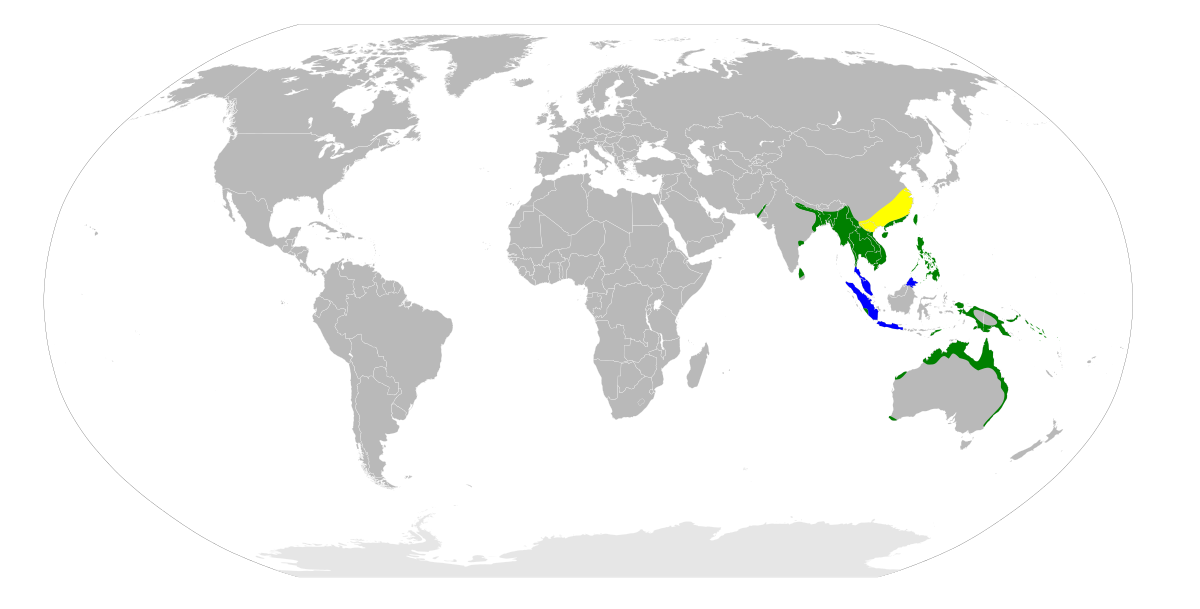 Dupetor flavicollis map.svg