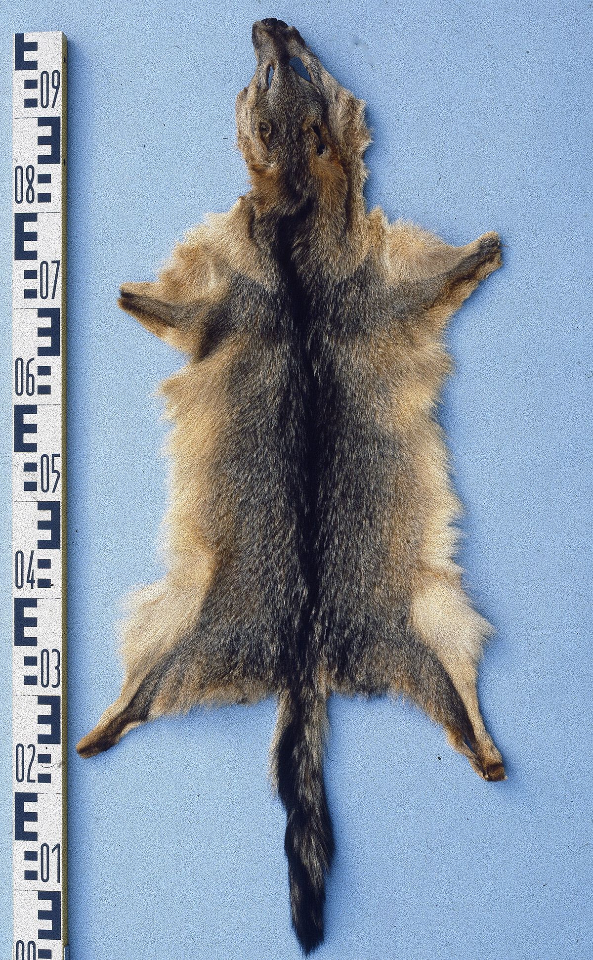 Renard chenu