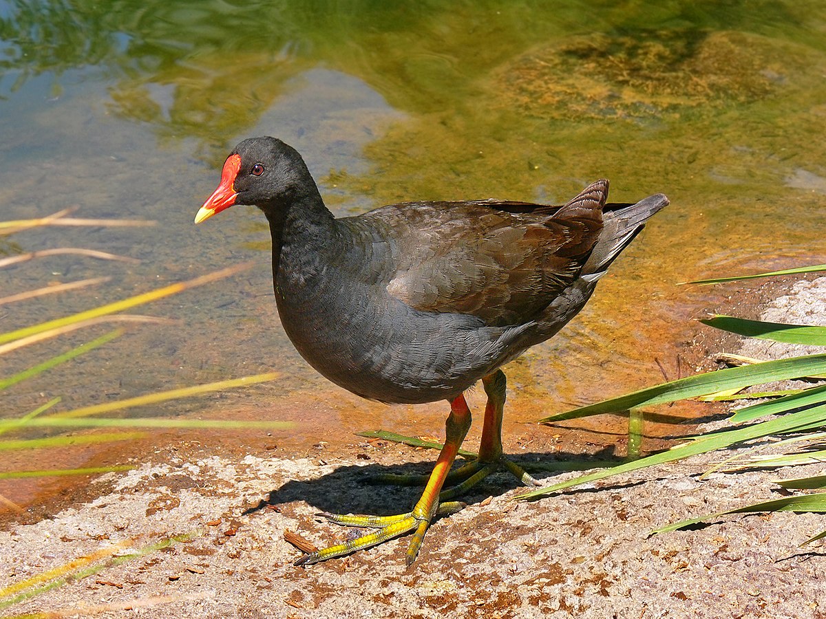 Gallinule sombre
