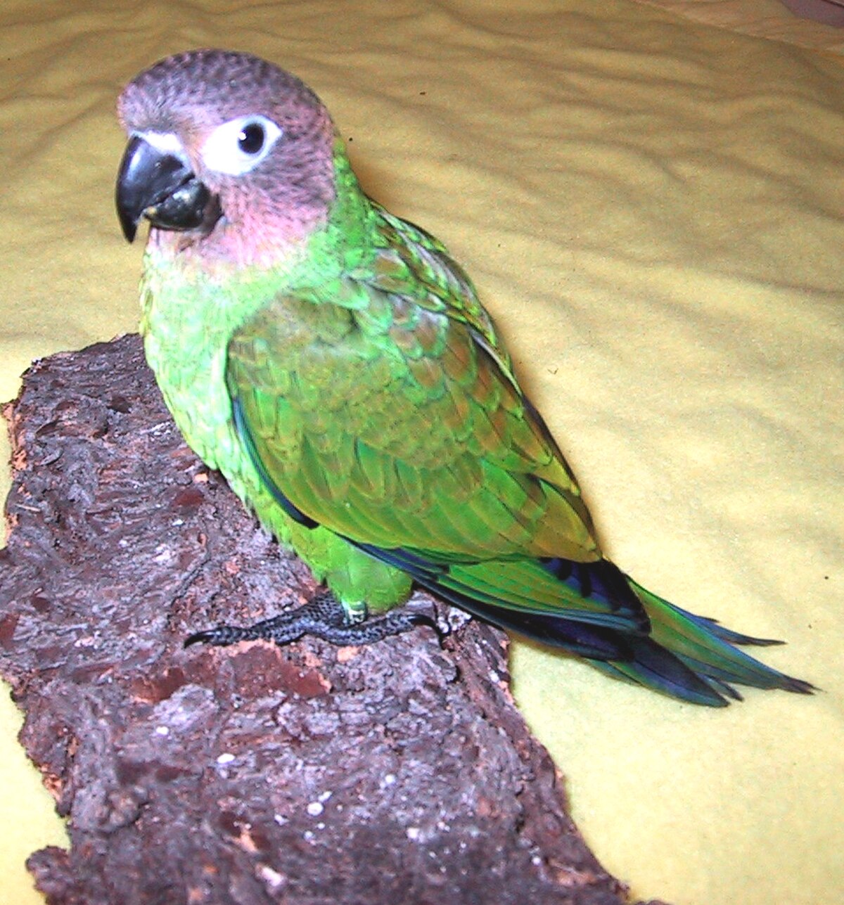 Conure de Weddell