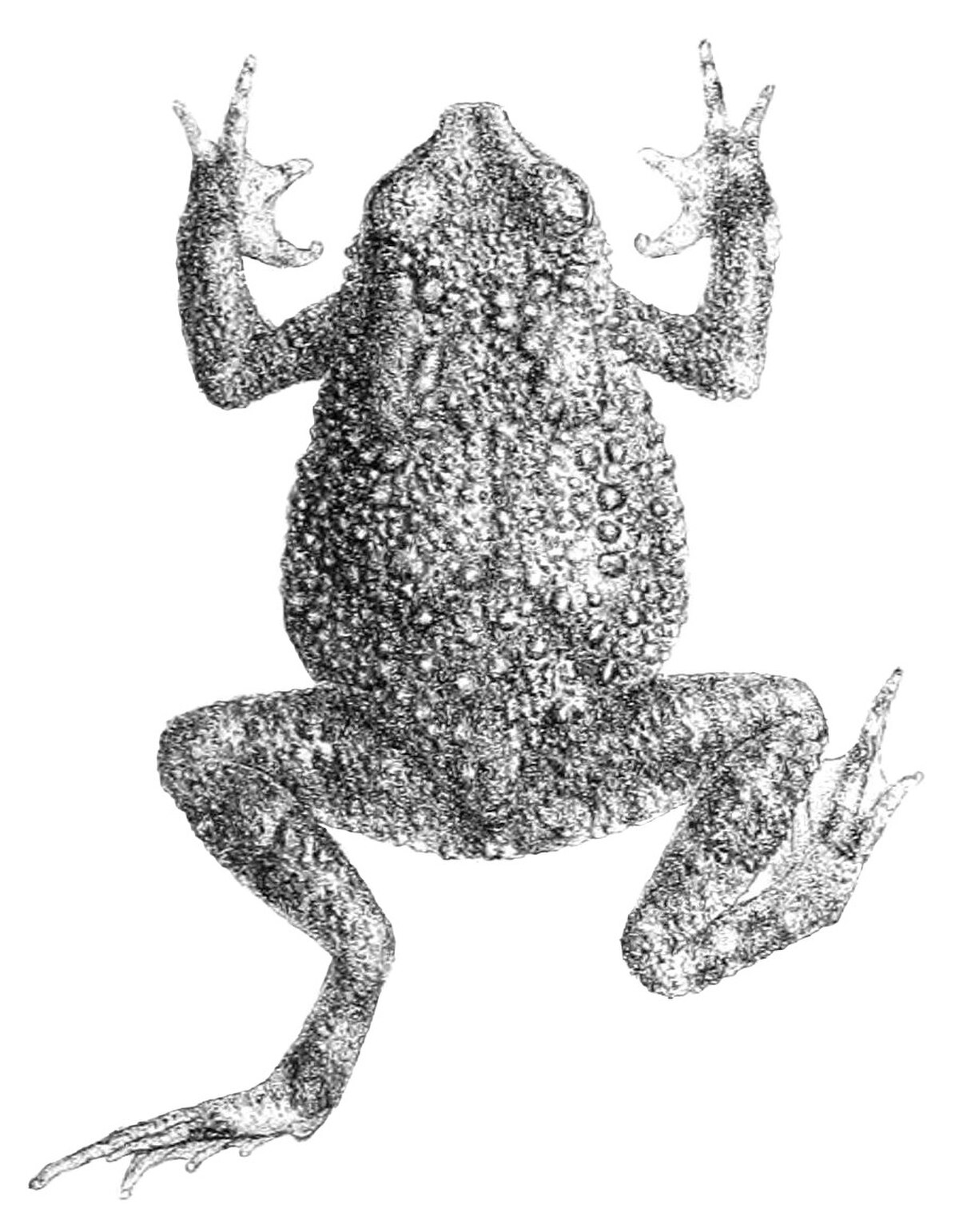 Duttaphrynus beddomii
