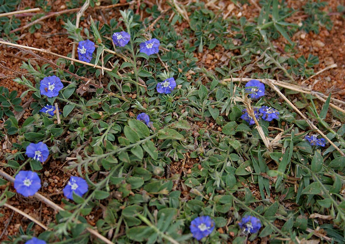 Evolvulus