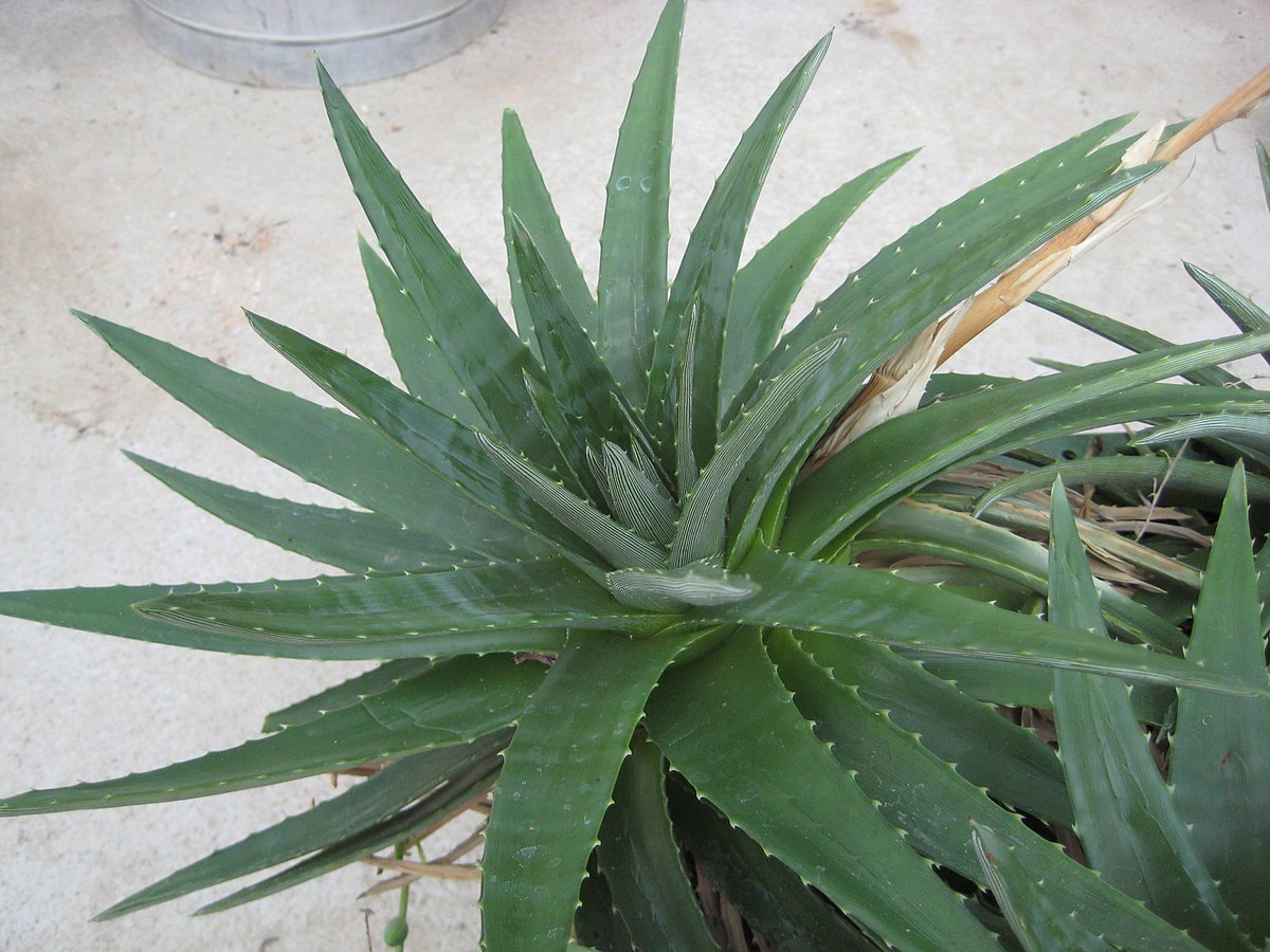Dyckia