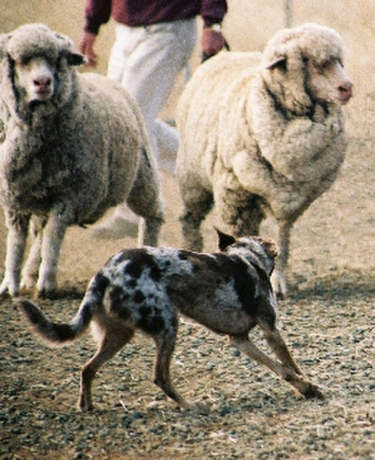 Chien de berger