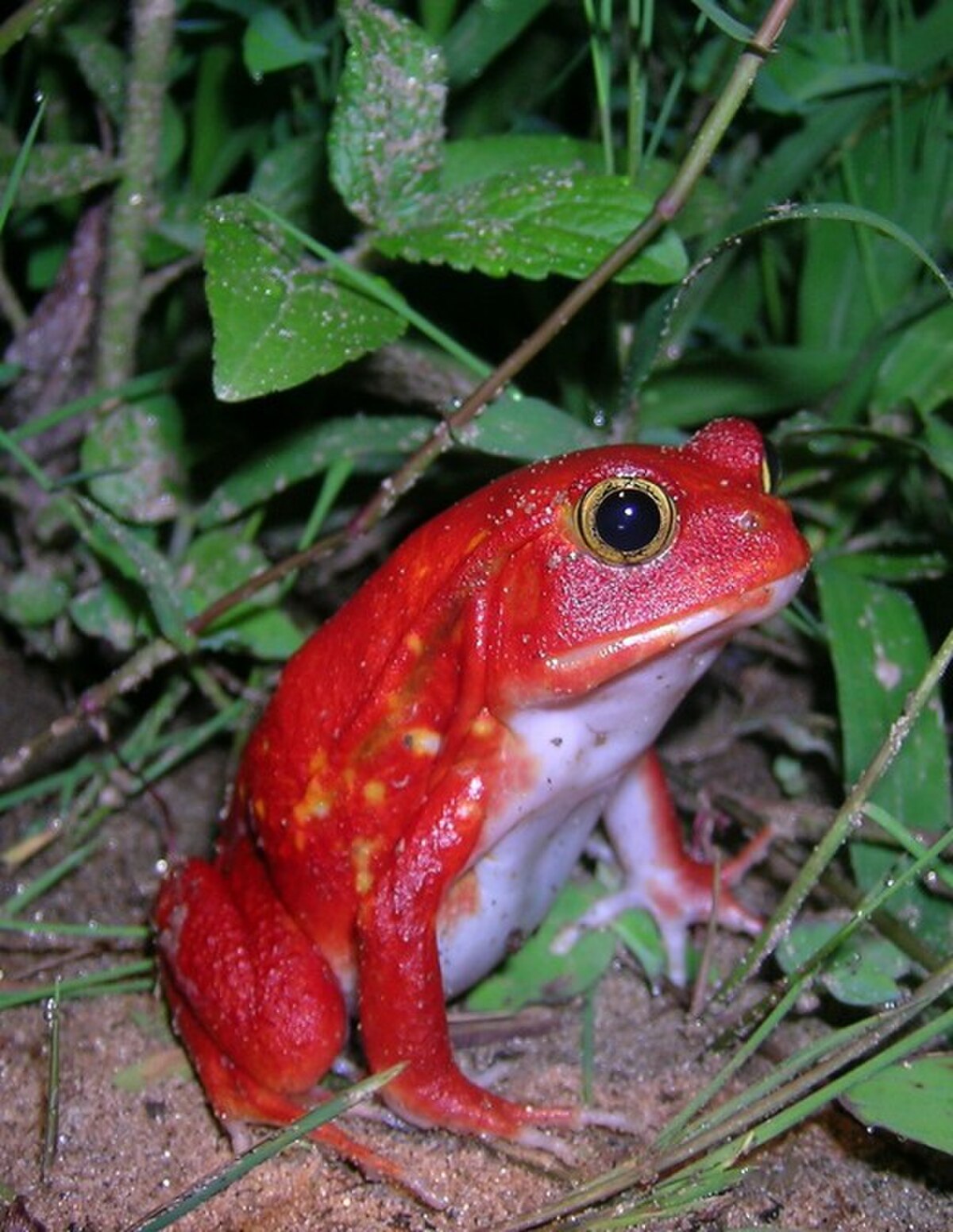 Dyscophus