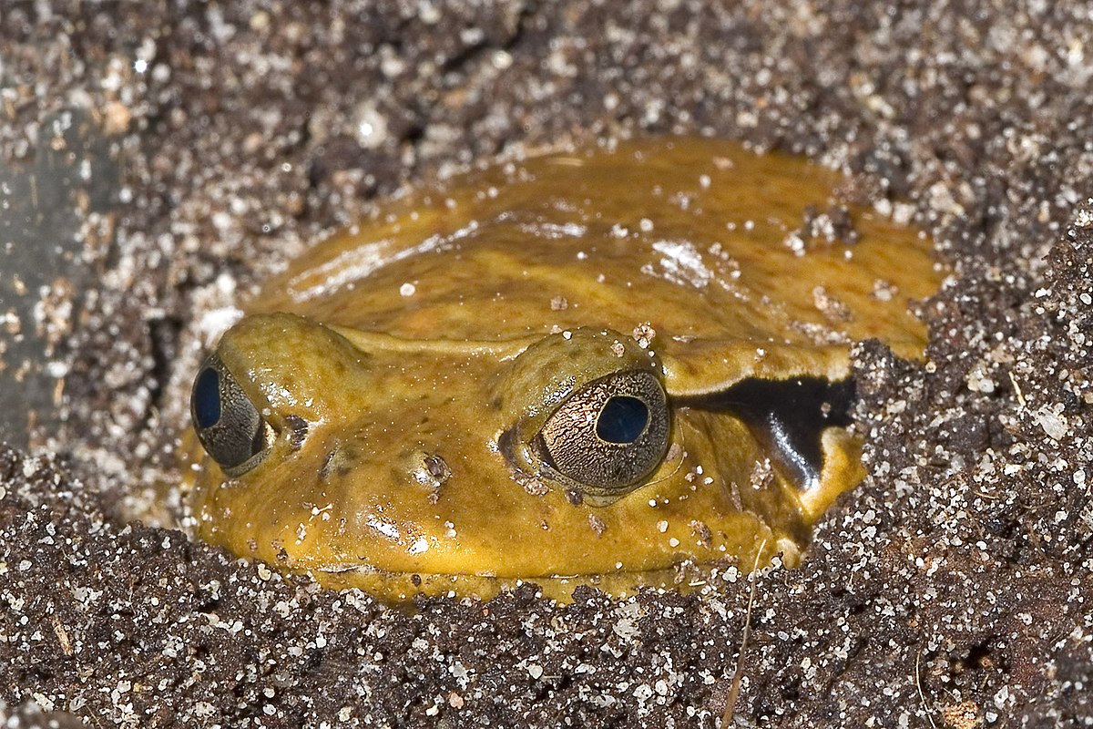 Dyscophus.guineti.7043.jpg