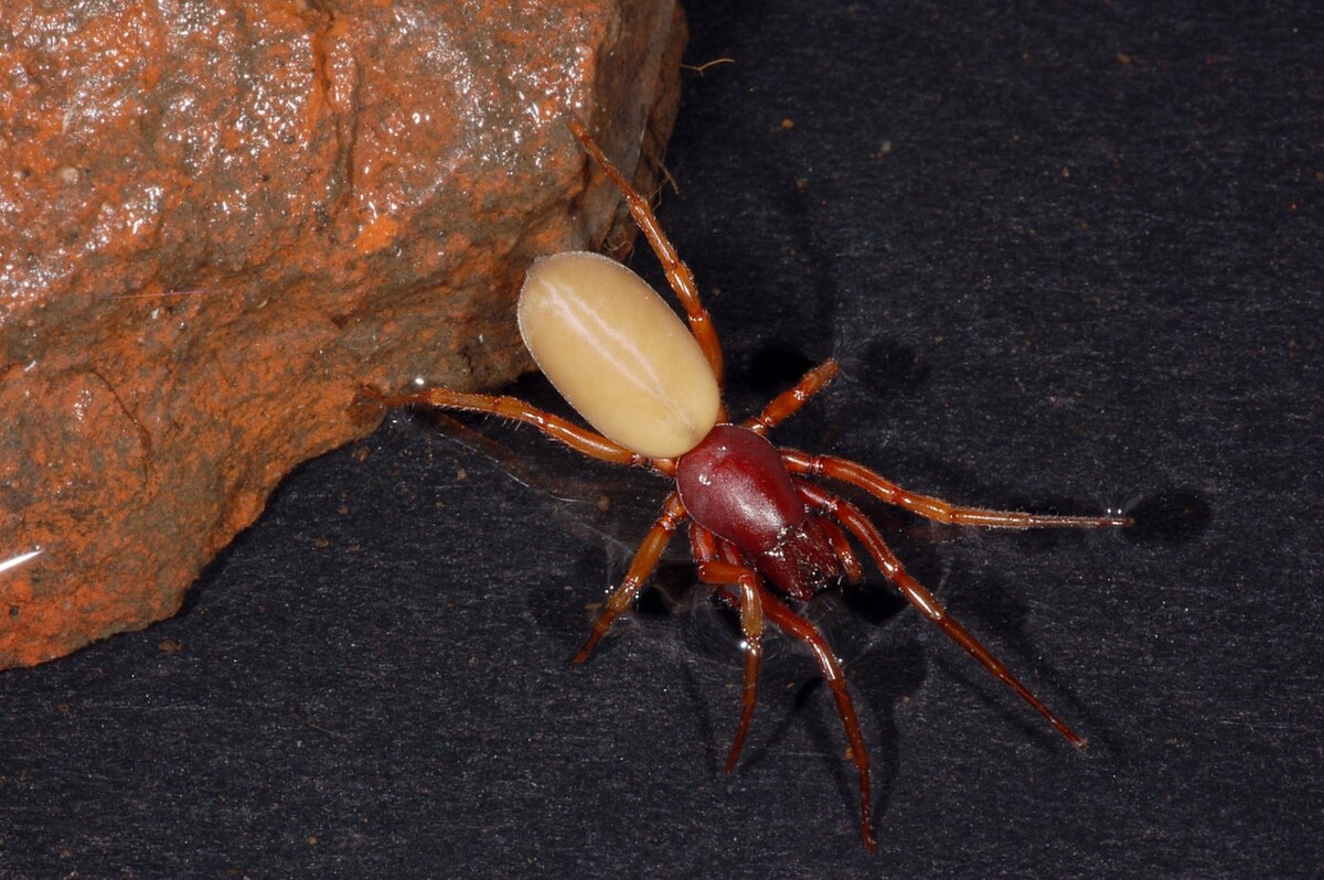 Dysdera