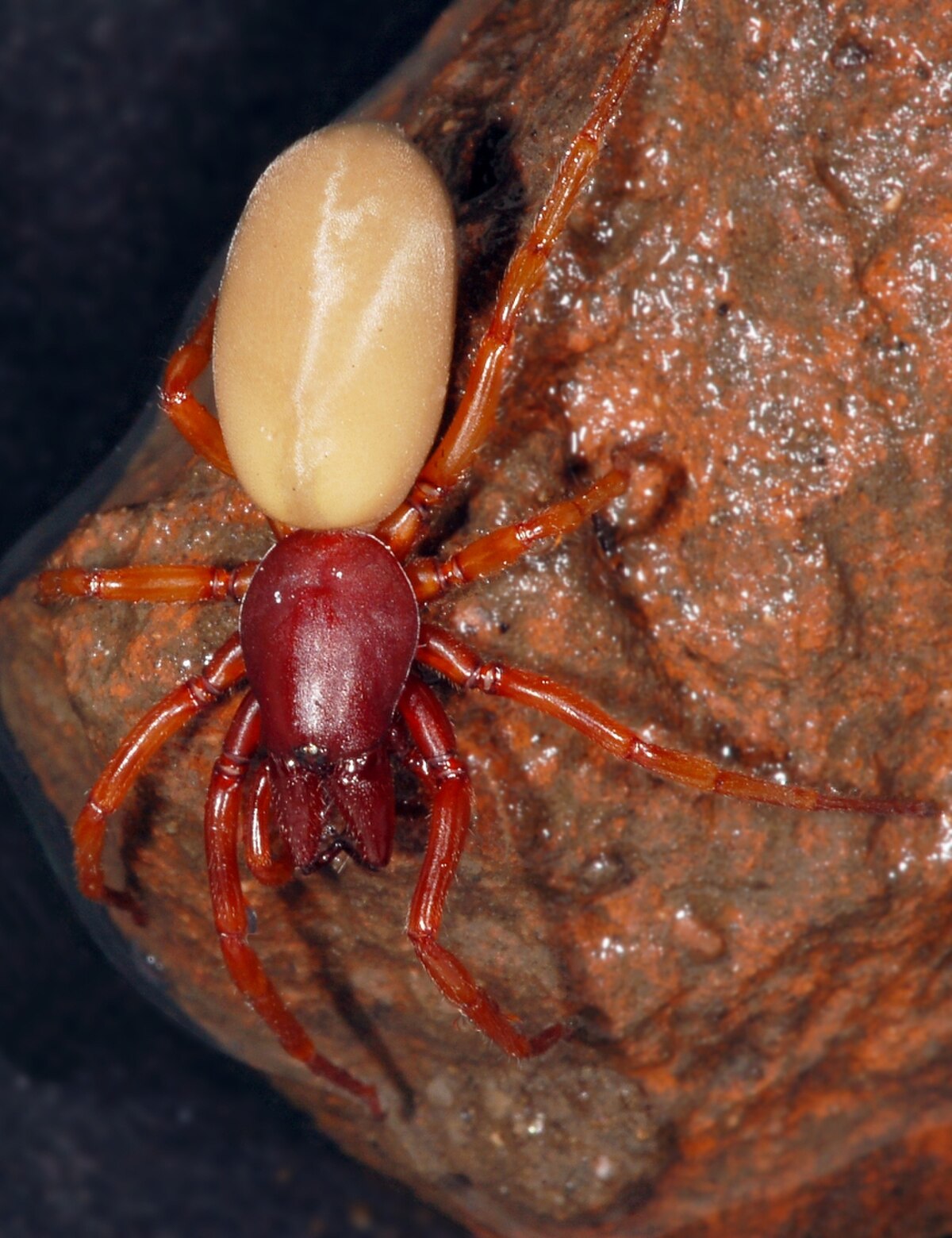 Dysderidae