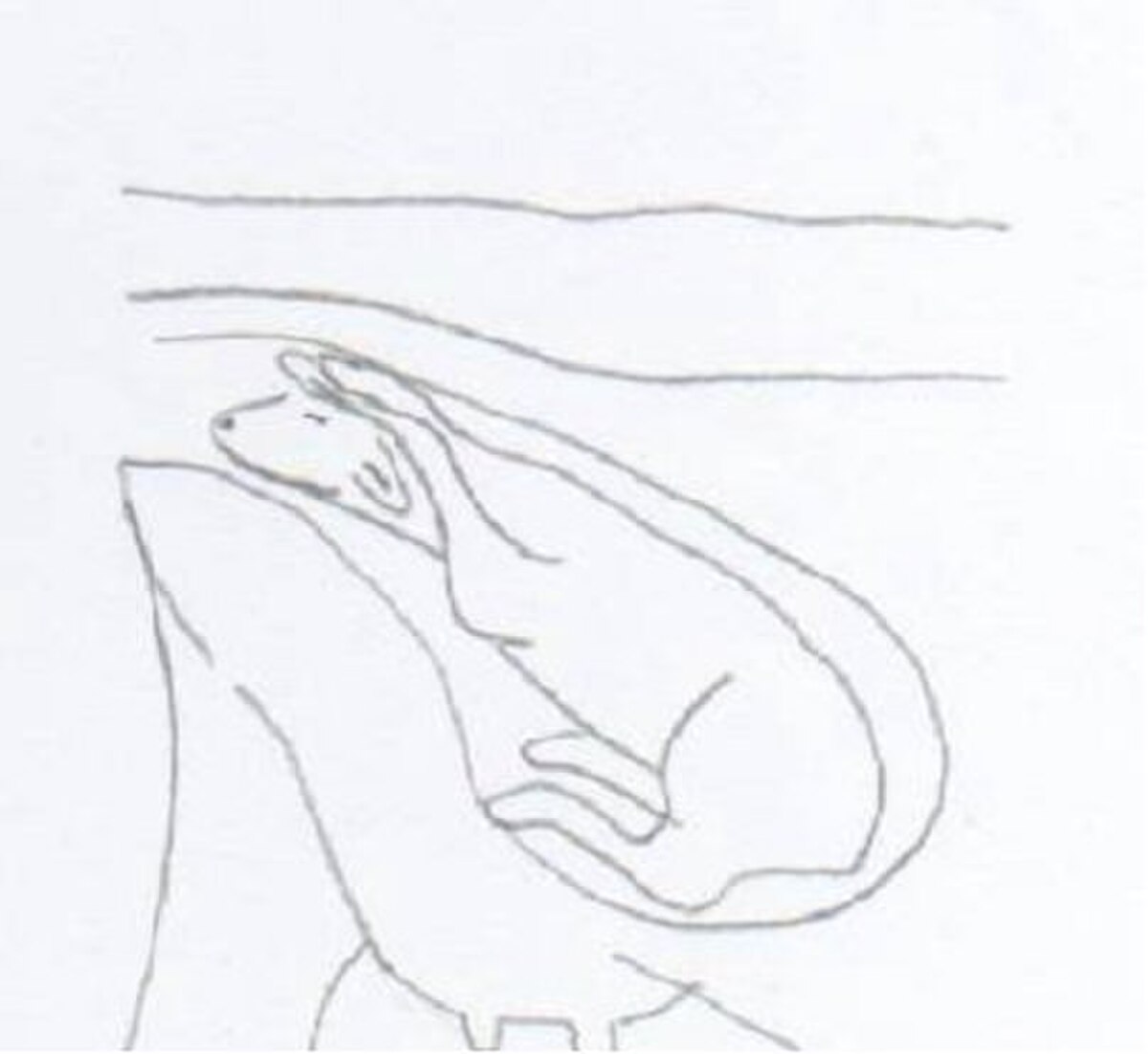Dysposition6.jpg