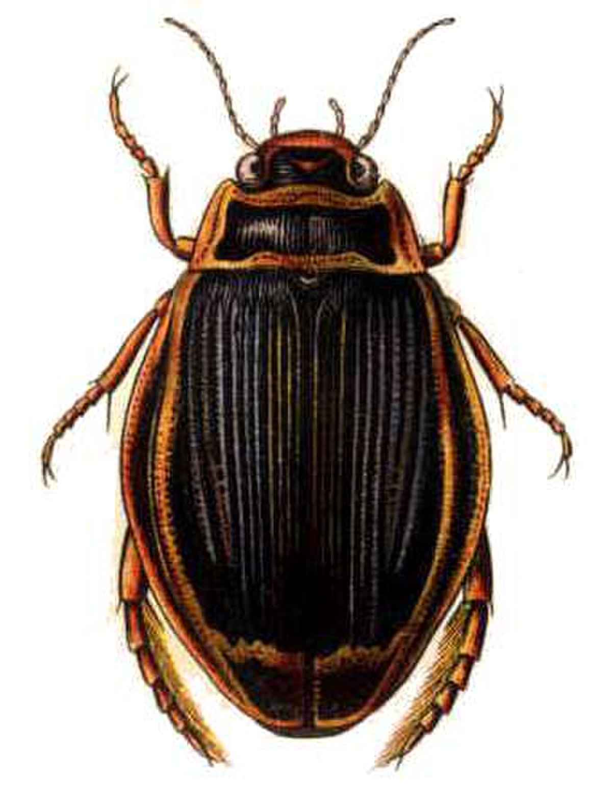 Dytiscus