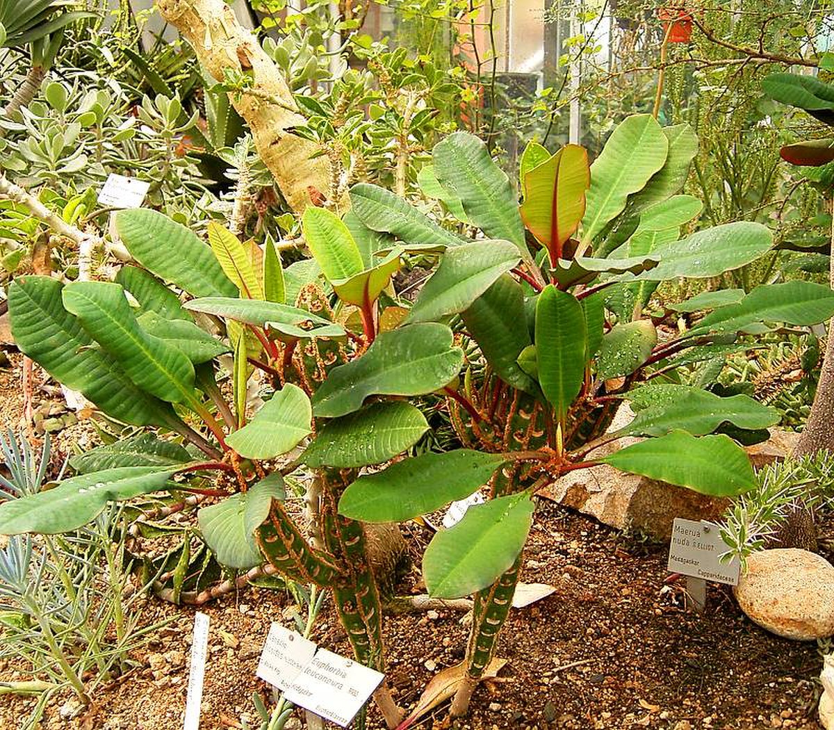 Euphorbia leuconeura
