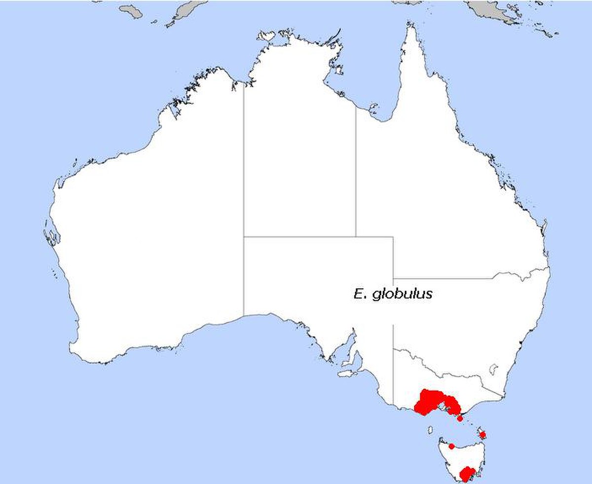 E. globulus.JPG