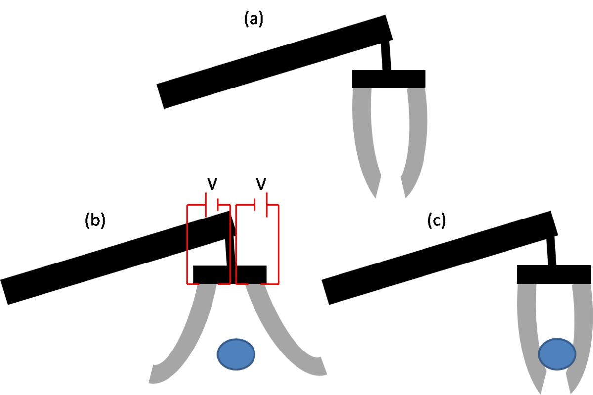 Polymère électroactif