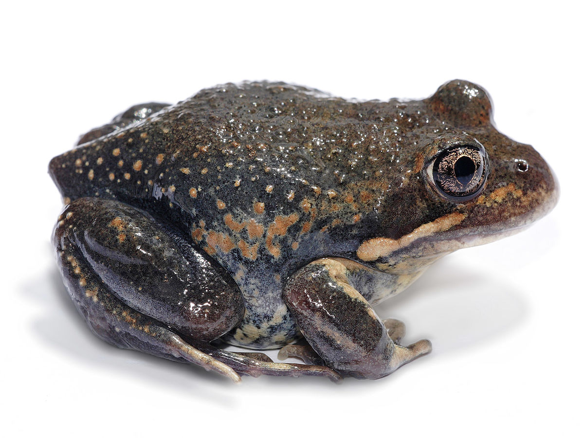 Eastern banjo frog white bg.jpg