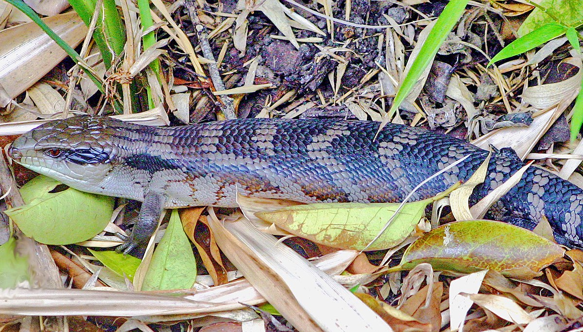 Eastern blue tongued lizard.jpg