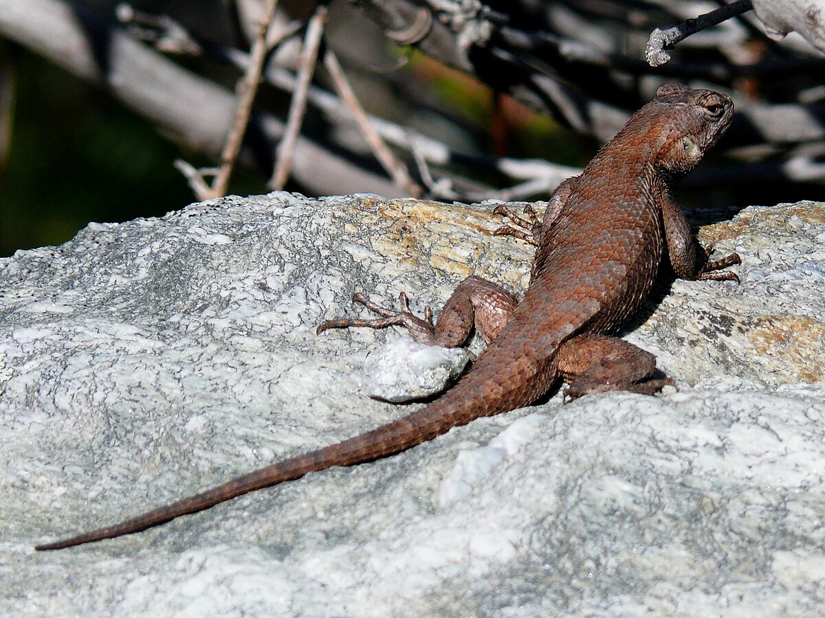 Phrynosomatidae