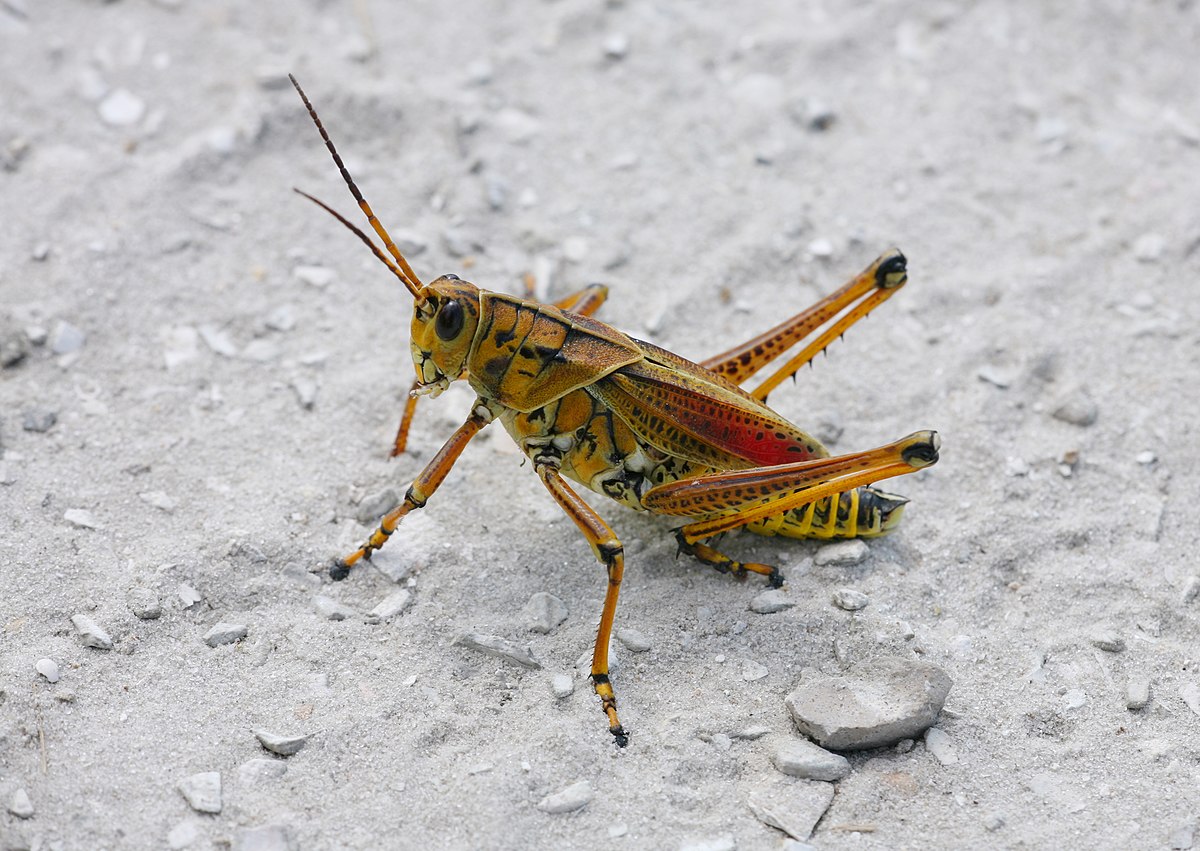 Romaleidae
