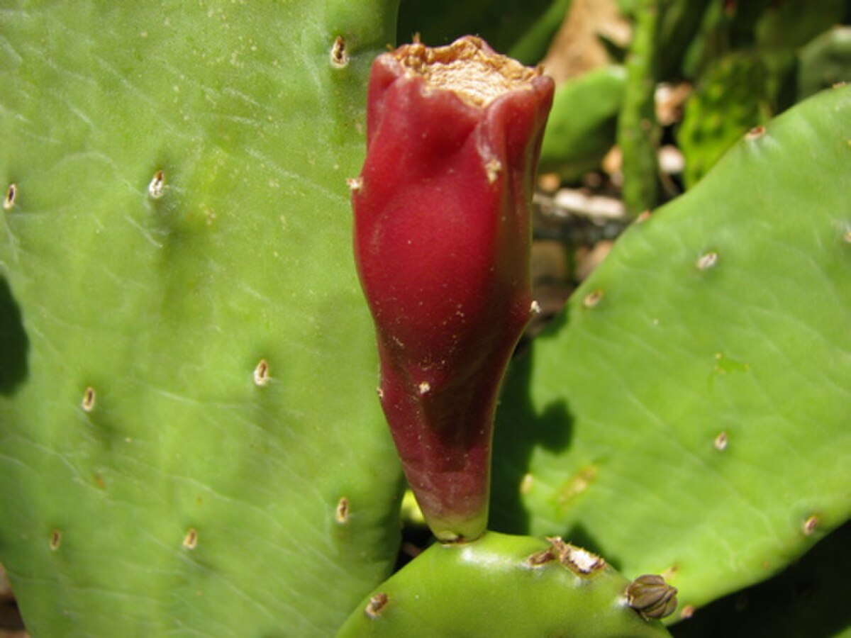 Opuntia humifusa