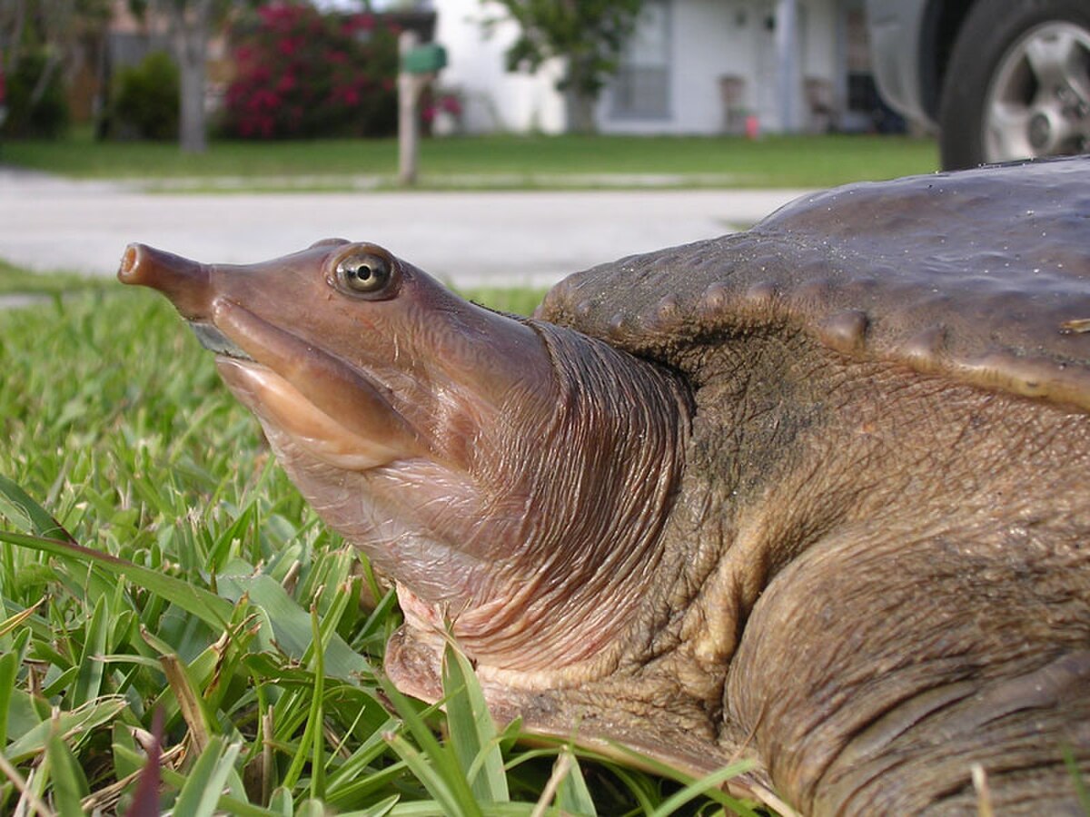 Trionychidae
