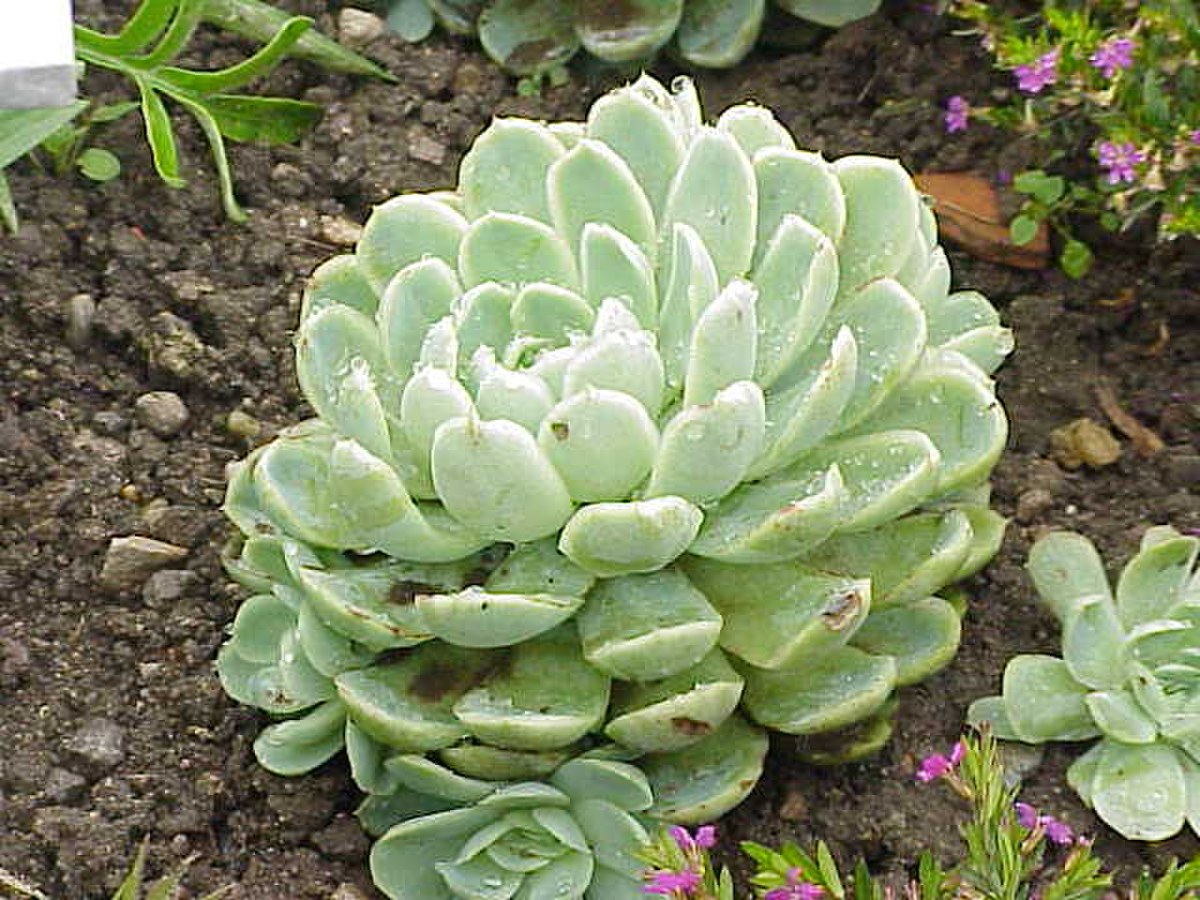 Echeveria
