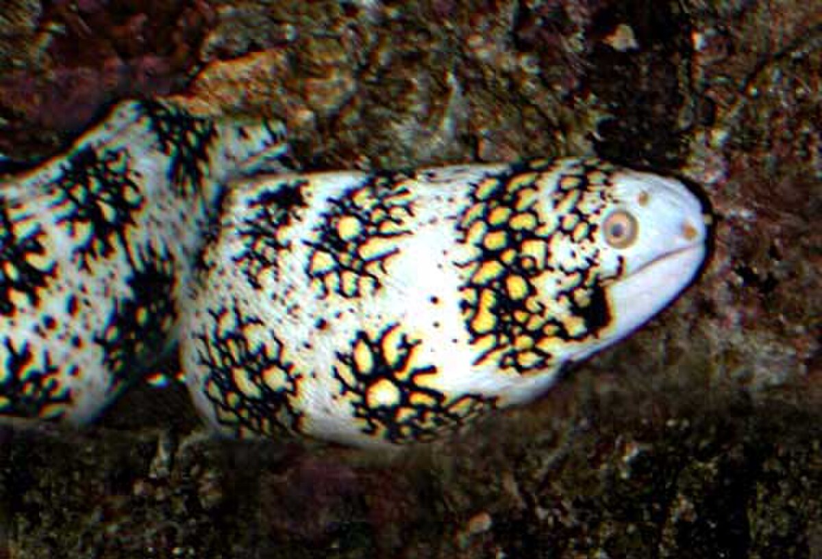 Echidna (genre)