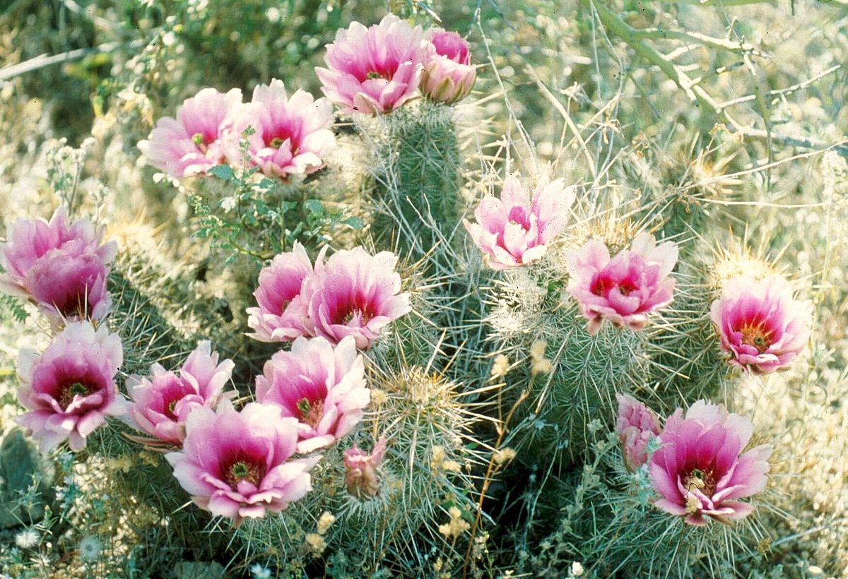 Echinocereus