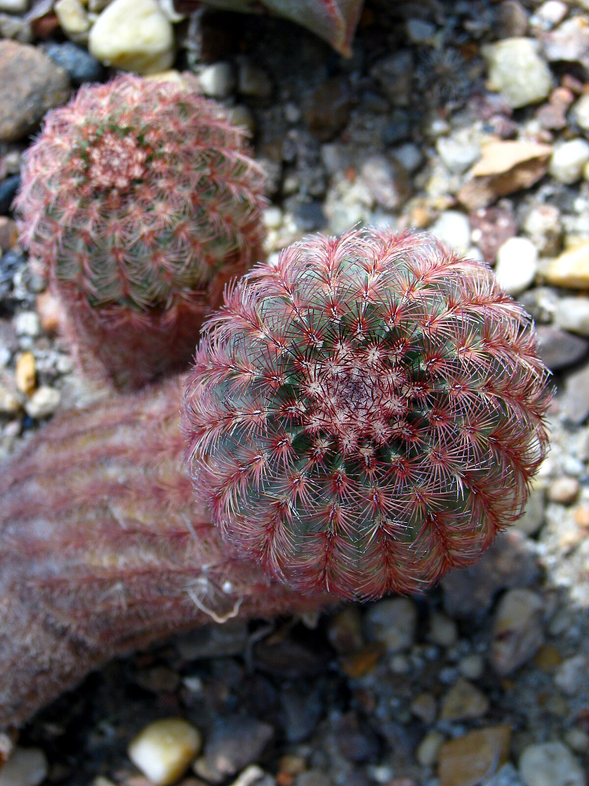 Echinocereus pectinatus