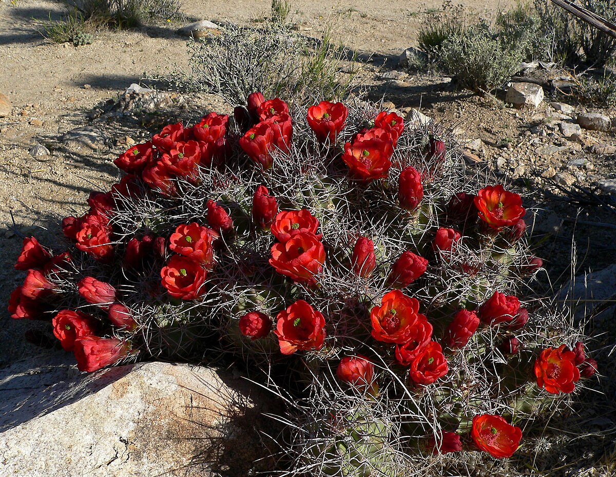Echinocereus triglochidiatus
