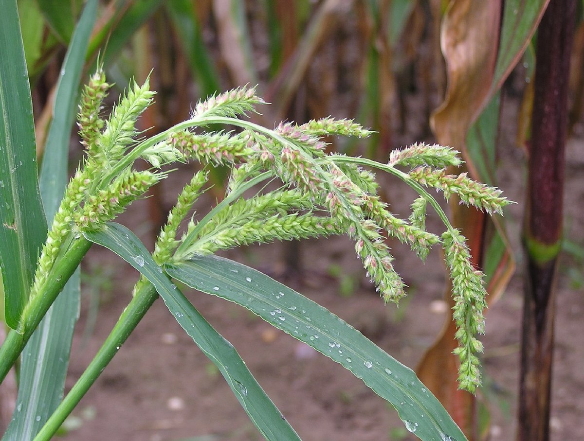 Echinochloa crus-galli