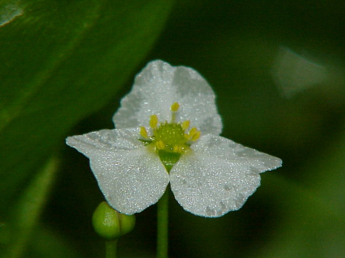 Fleur d'Echinodorus isthmicus