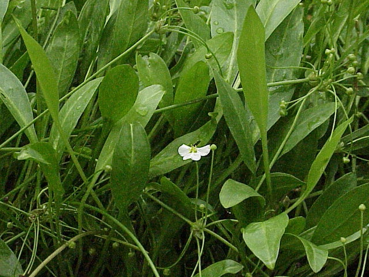 Echinodorus