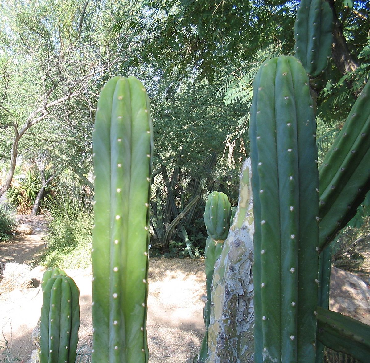 Echinopsis-pachanoi-close-up.jpg