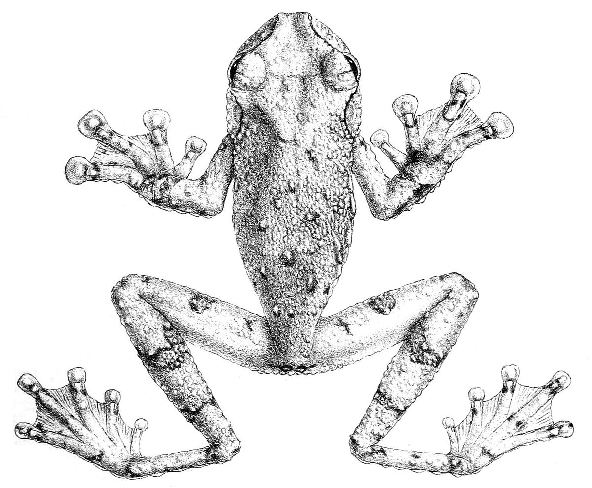 Ecnomiohyla tuberculosa