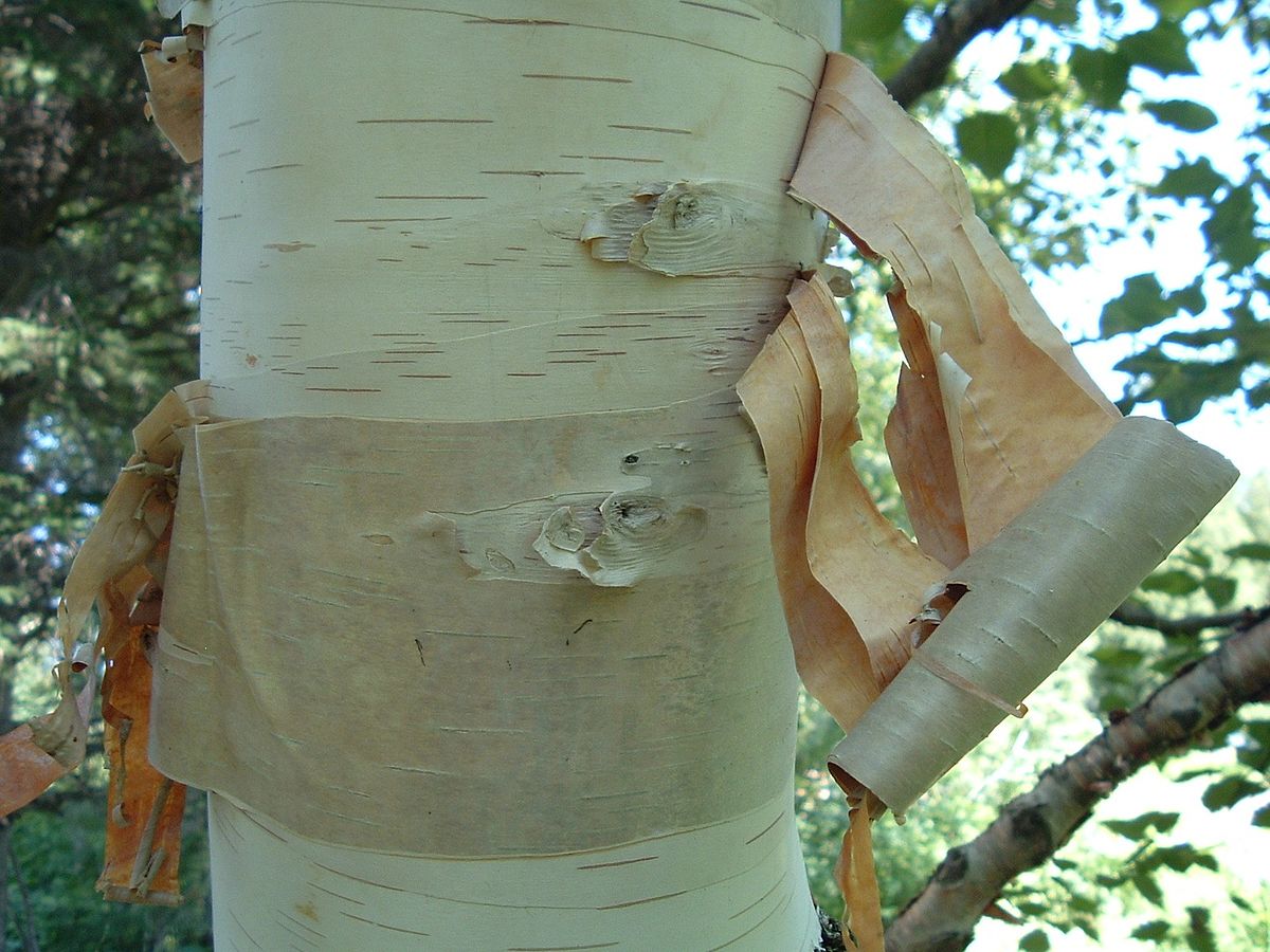 Bouleau à papier