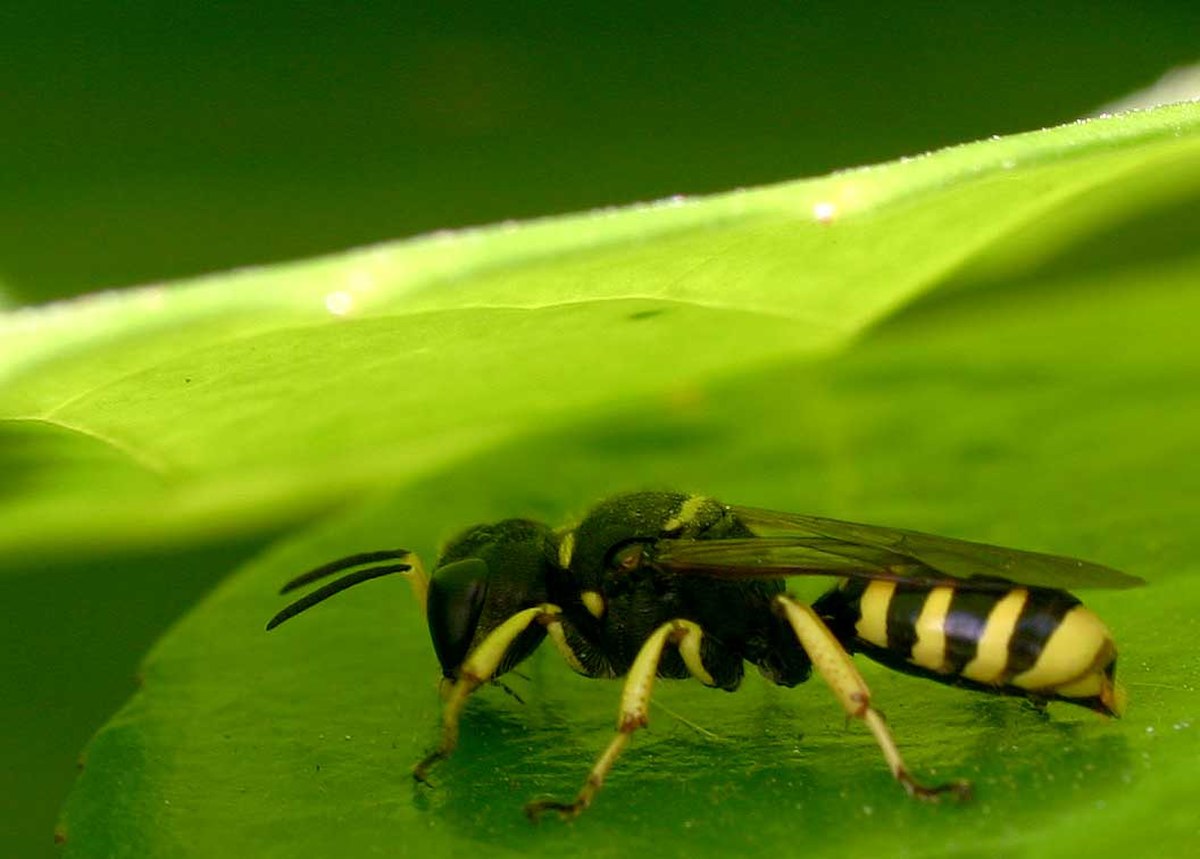 Crabroninae