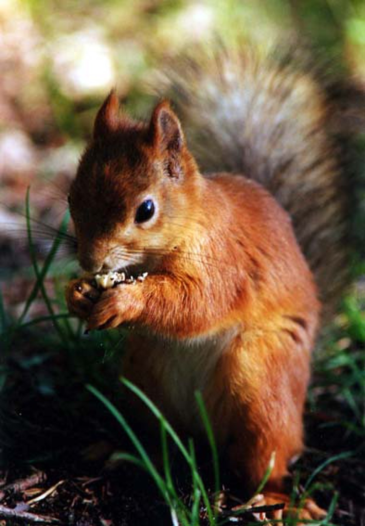 Sciurus
