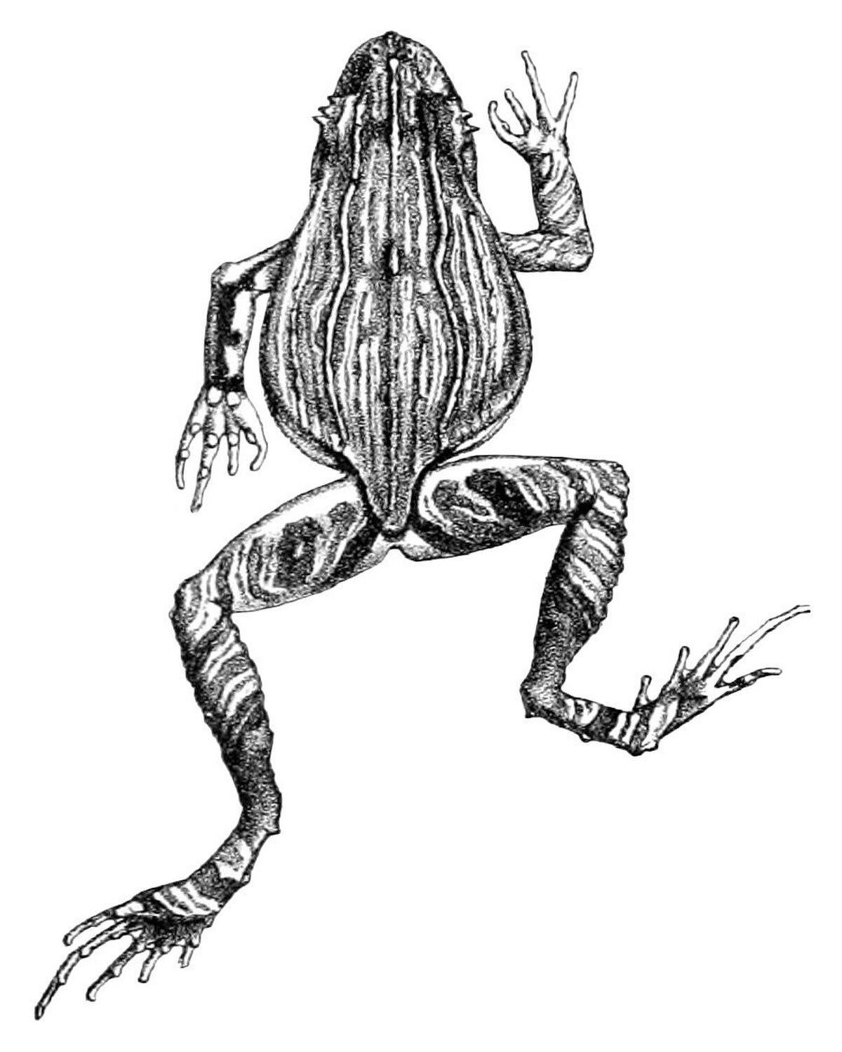 Edalorhina perezi