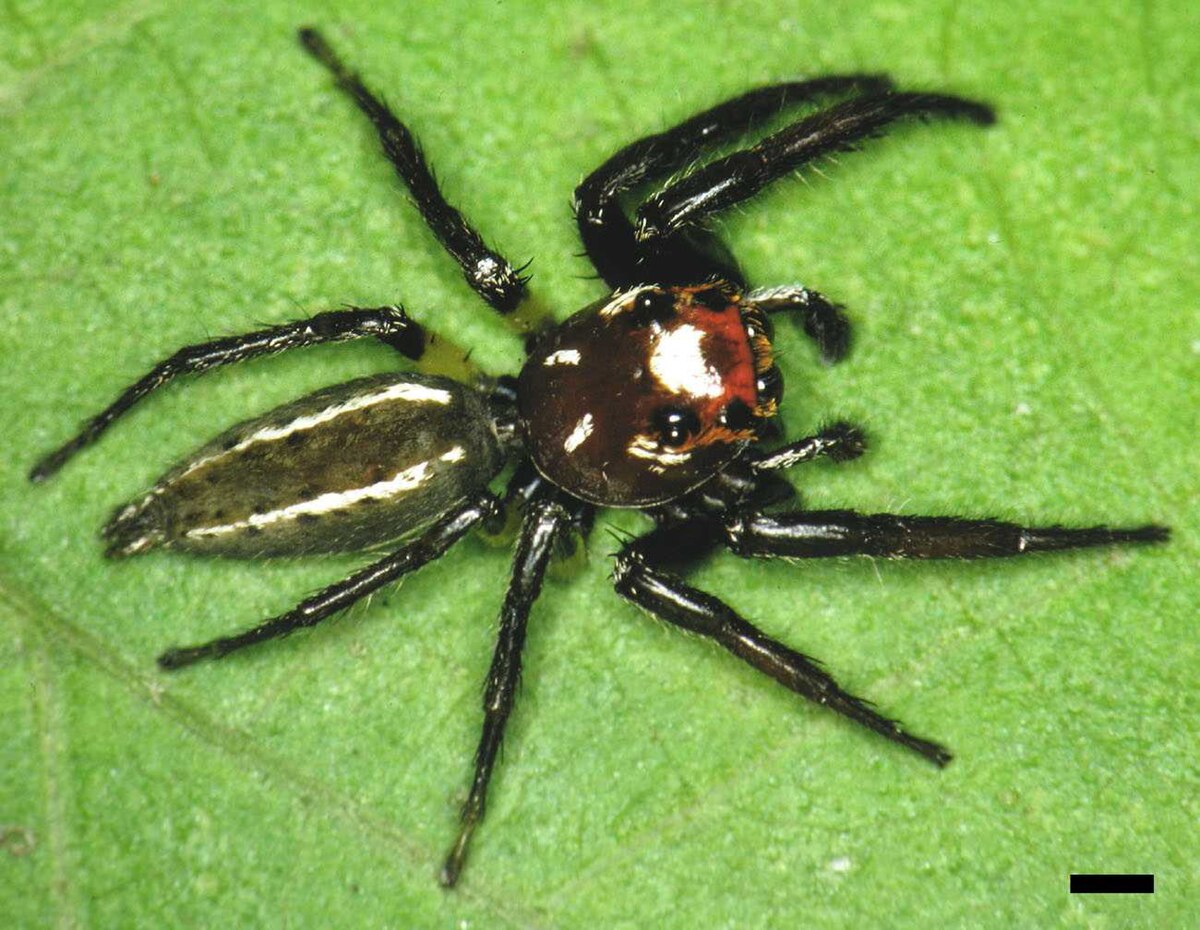 Thiodina