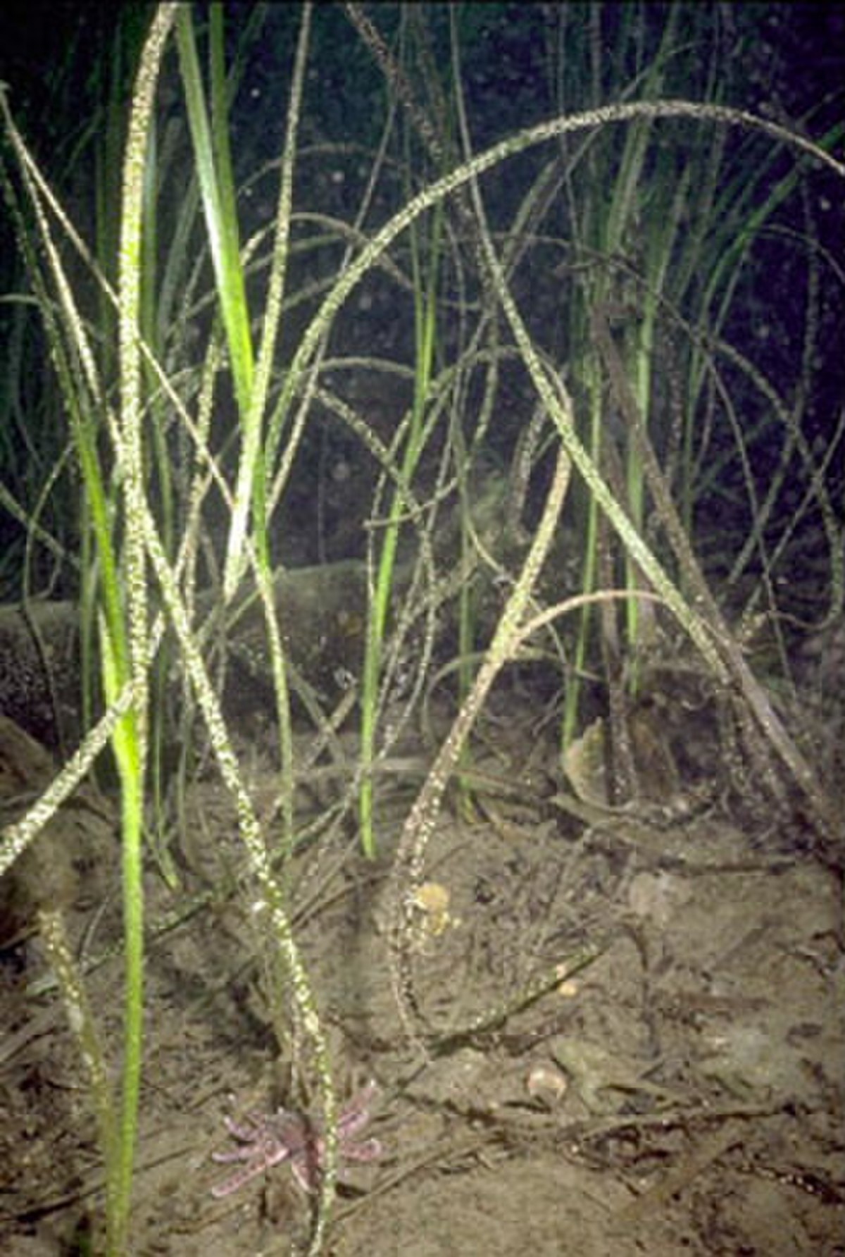 Herbier de zostères (usa)
